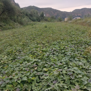 白玉红署