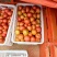湖北西红柿