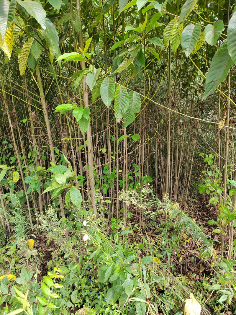 喜树
