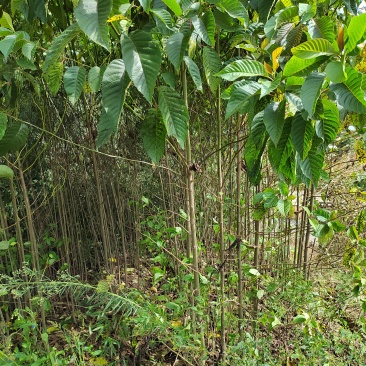 喜树