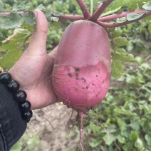 冰糖心萝卜，个头均匀电商可用