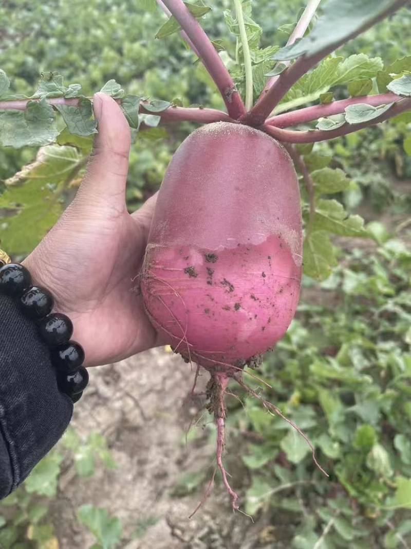 冰糖心萝卜，个头均匀电商可用