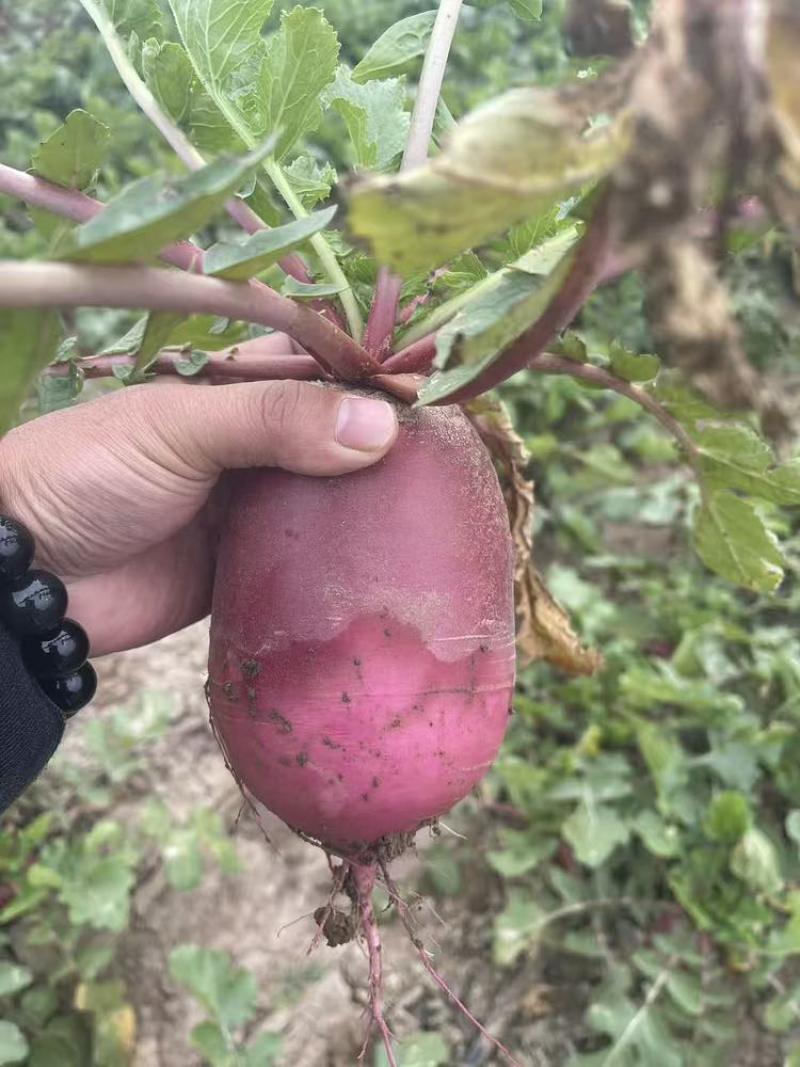 冰糖心萝卜，个头均匀电商可用