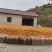 宜昌蜜橘