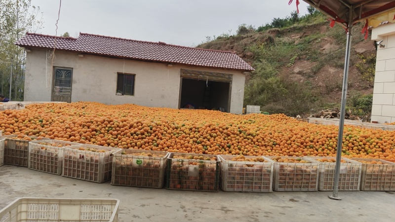 宜昌蜜橘