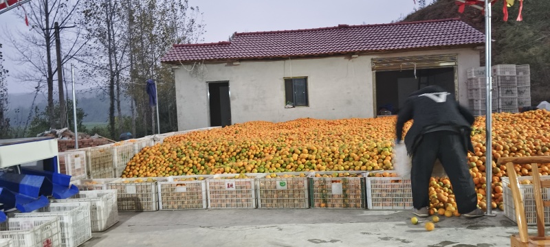 宜昌蜜橘
