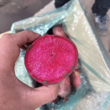 凤梨萝卜，紫美人萝卜，无筋不糠不烂电商