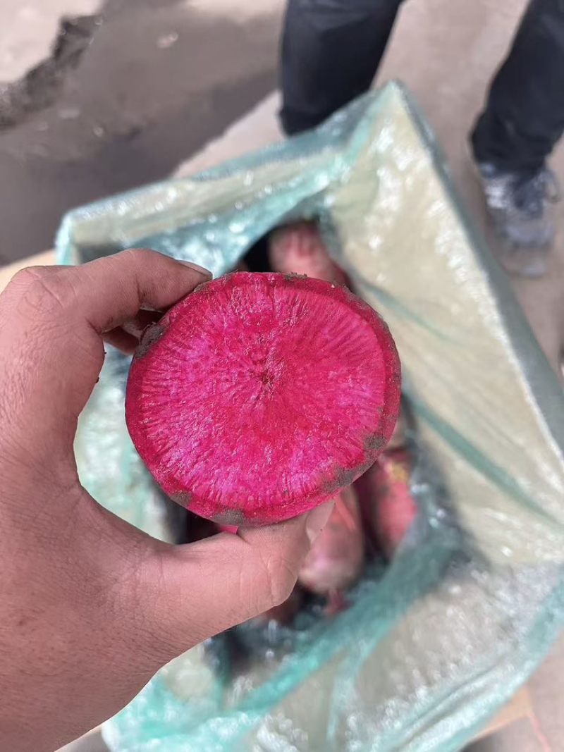 凤梨萝卜，紫美人萝卜，无筋不糠不烂电商