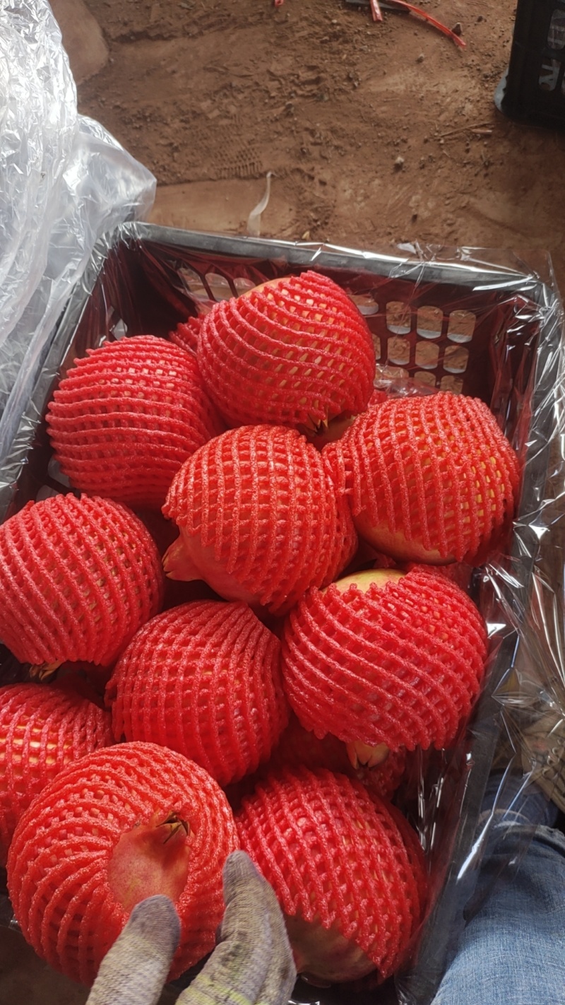 会理软子石榴
