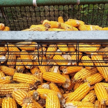 玉米通风管厂家粮食屯通风管