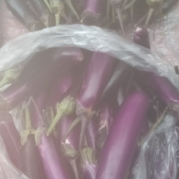 贵州兴义红茄