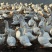 68天一点头，7.56斤，3000只，钦州，6字头