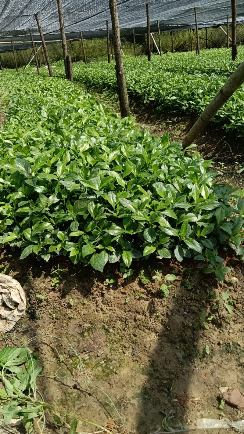 出售草珊瑚种苗