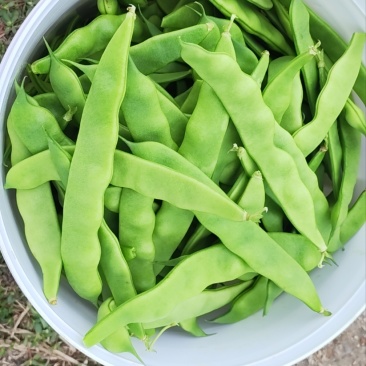 盖世豆角