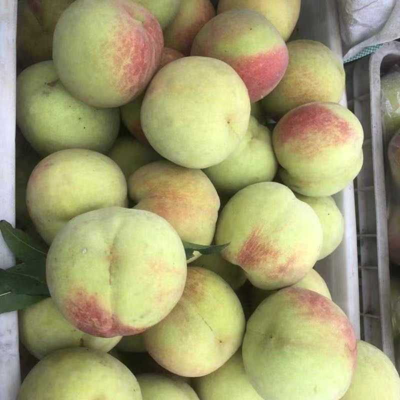 中秋红脆桃