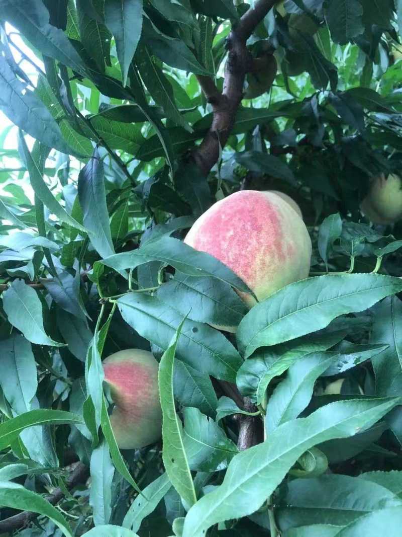 中秋红脆桃