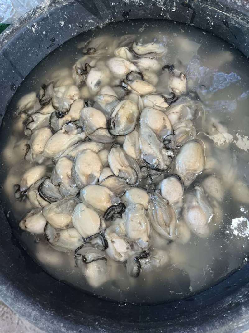 福建宁德霞浦海蛎无泡水***