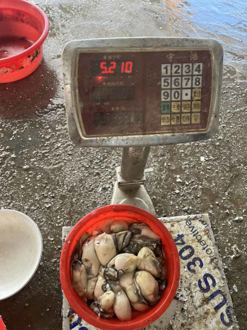 福建宁德霞浦海蛎无泡水***