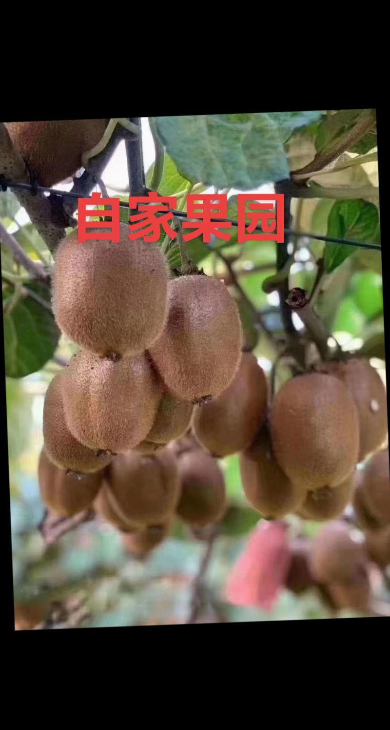 陕西眉县徐香猕猴桃