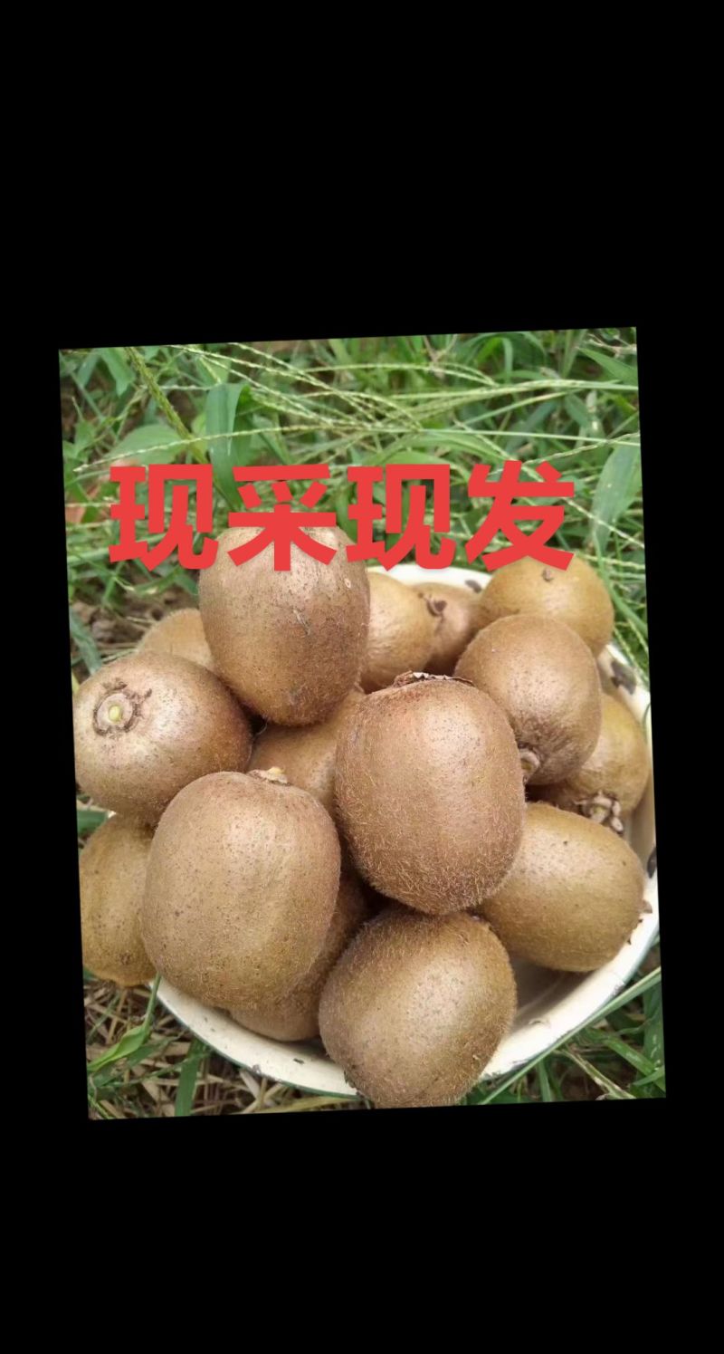 陕西眉县徐香猕猴桃