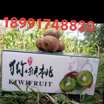 陕西眉县徐香猕猴桃