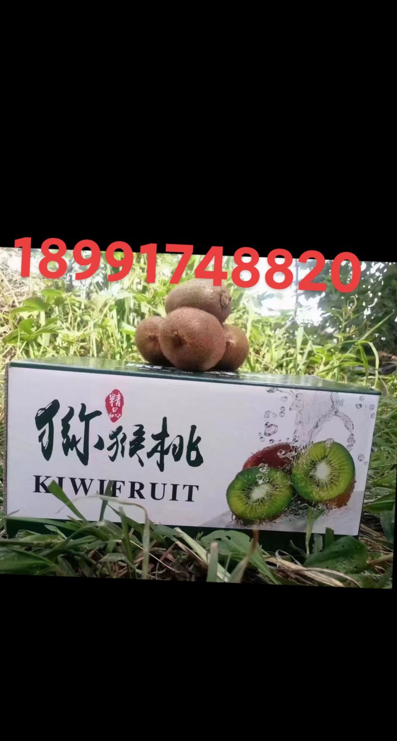 陕西眉县徐香猕猴桃