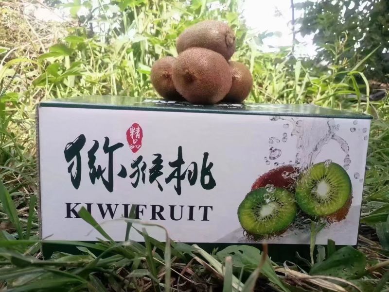 陕西眉县徐香猕猴桃
