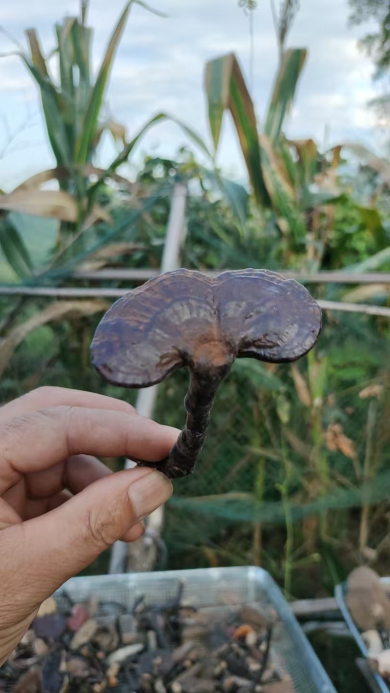 野生下山货干品野生赤灵芝，自家采摘，自家晾晒一手货源