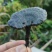 野生下山货干品野生赤灵芝，自家采摘，自家晾晒一手货源