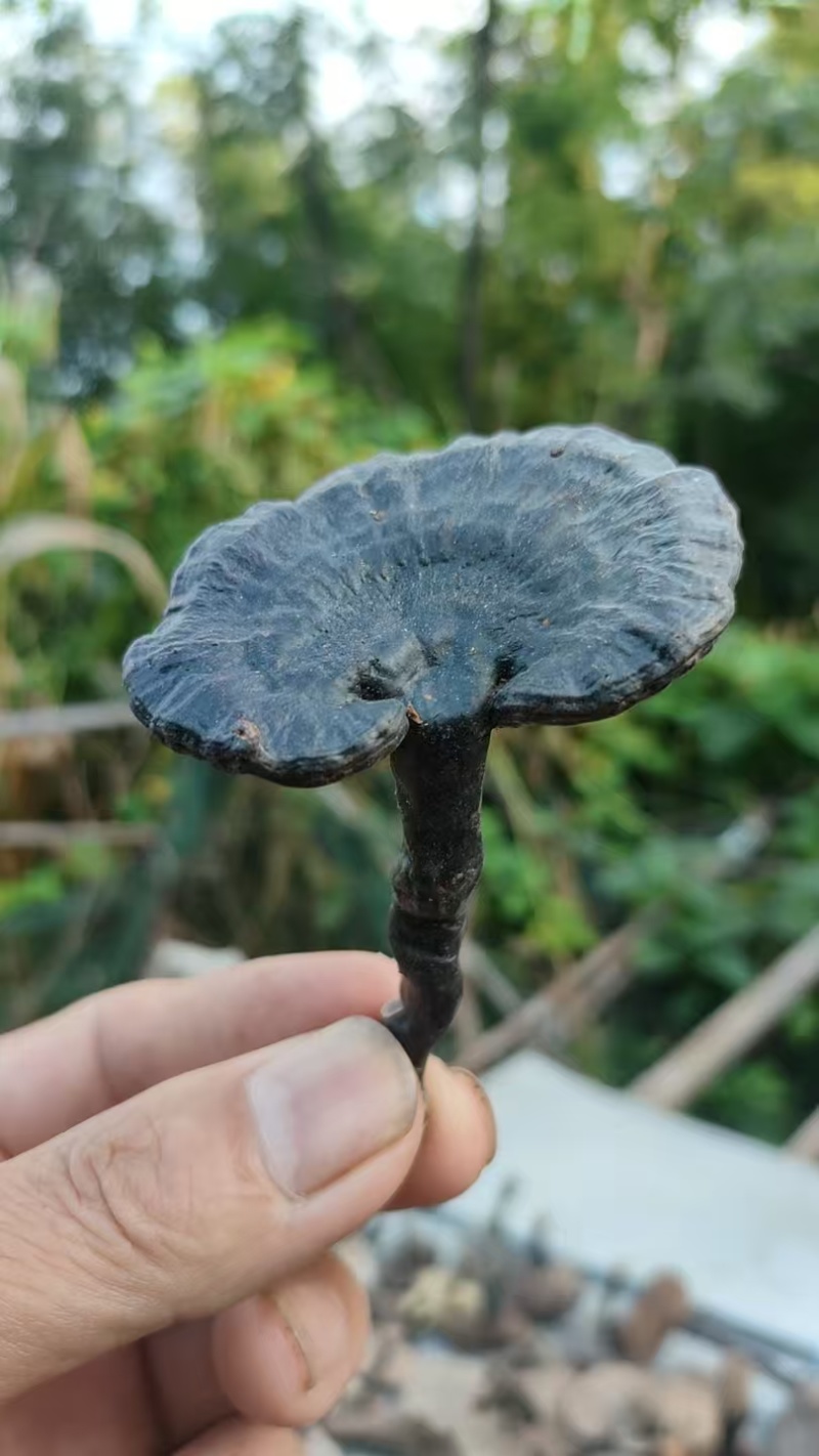 野生下山货干品野生赤灵芝，自家采摘，自家晾晒一手货源