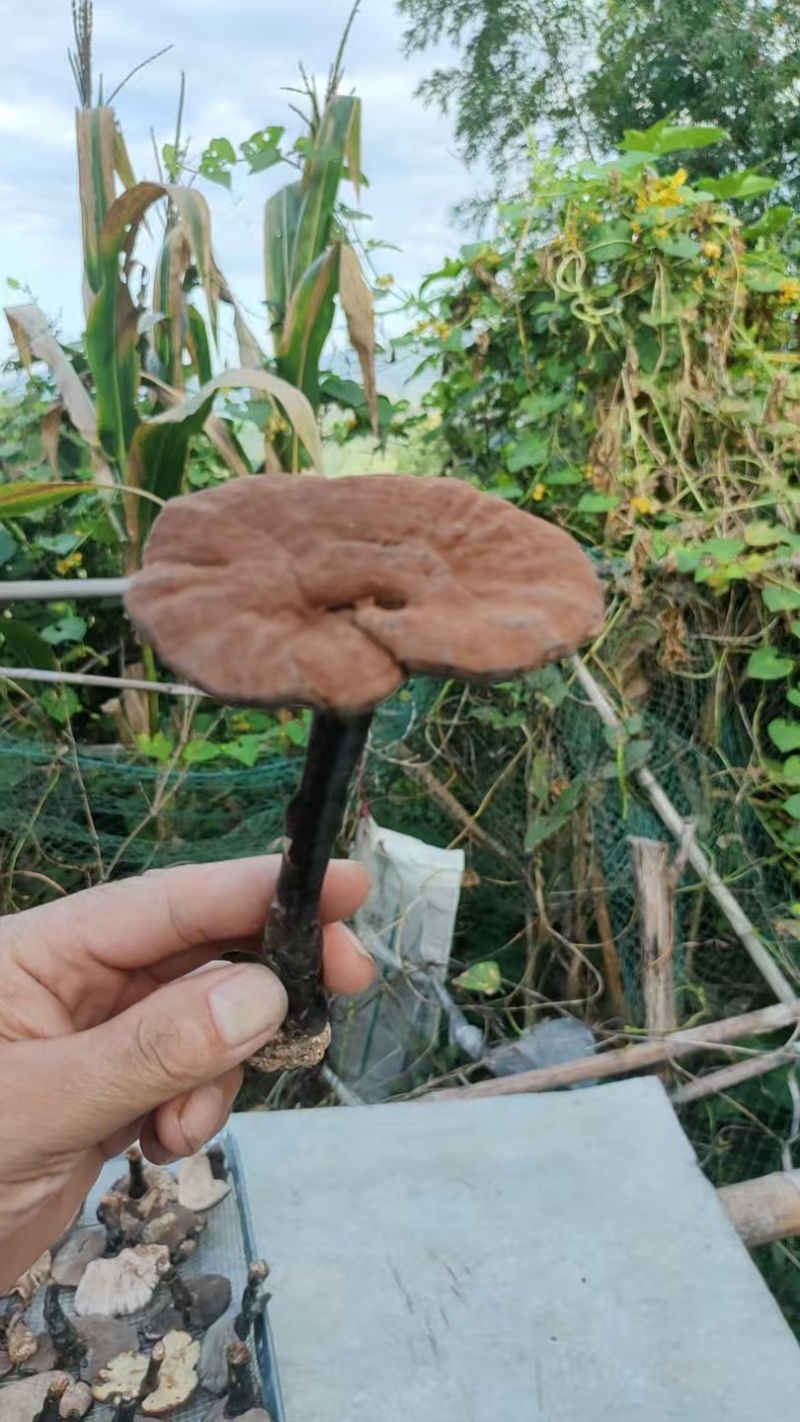 野生下山货干品野生赤灵芝，自家采摘，自家晾晒一手货源
