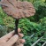 野生下山货干品野生赤灵芝，自家采摘，自家晾晒一手货源