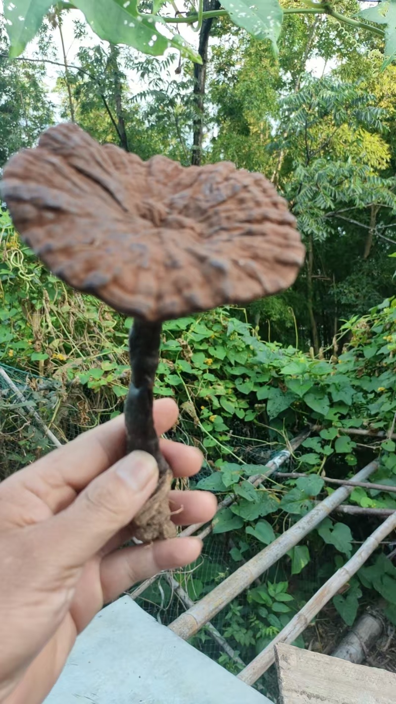野生下山货干品野生赤灵芝，自家采摘，自家晾晒一手货源