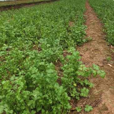 山东临沂大叶香菜