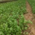 山东临沂大叶香菜