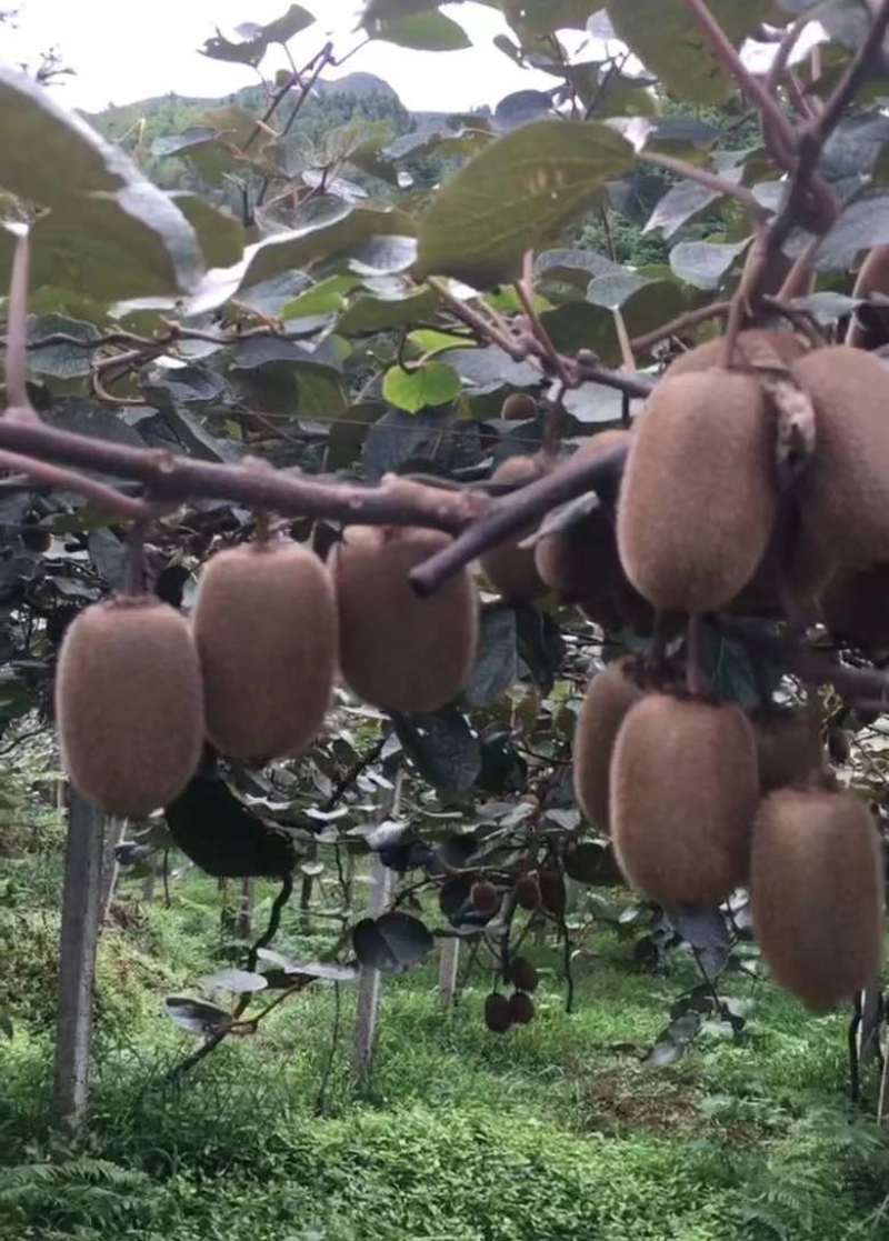 高山绿心猕猴桃