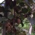 高山绿心猕猴桃
