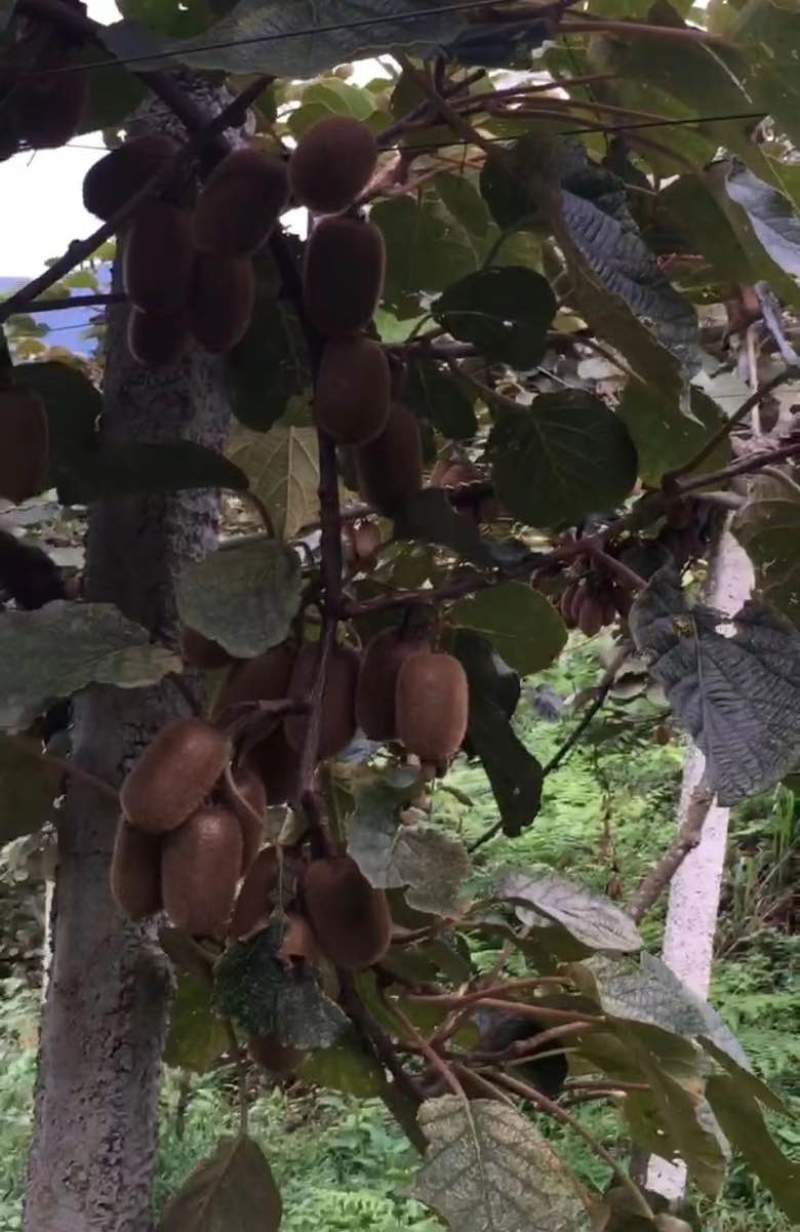 高山绿心猕猴桃