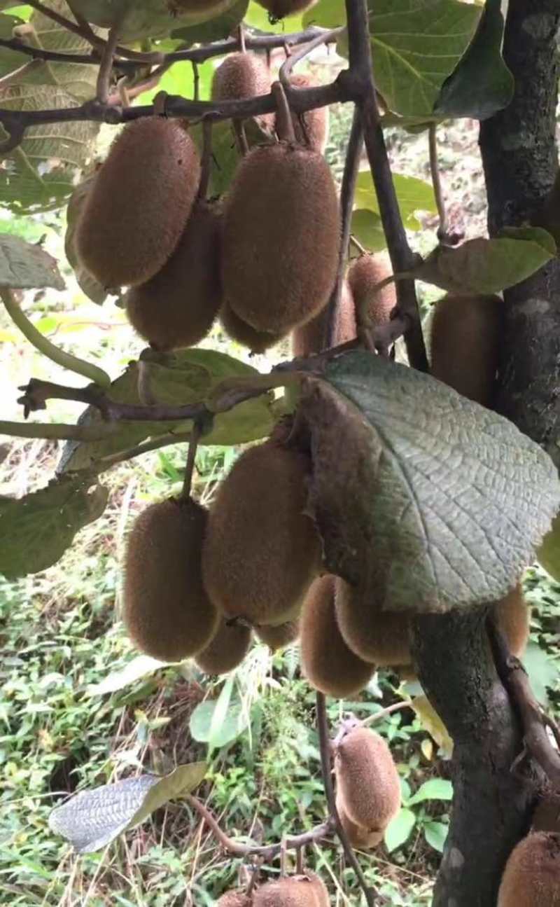 高山绿心猕猴桃