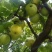 小金青苹果🍏