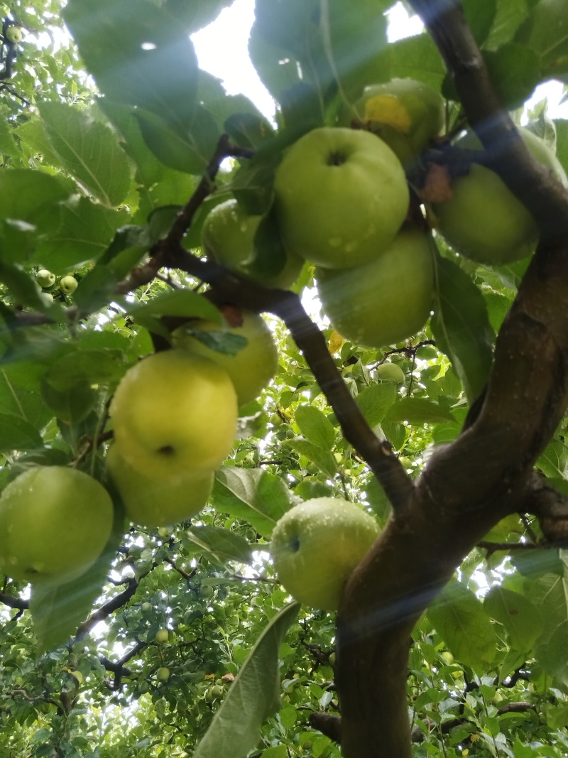 小金青苹果🍏