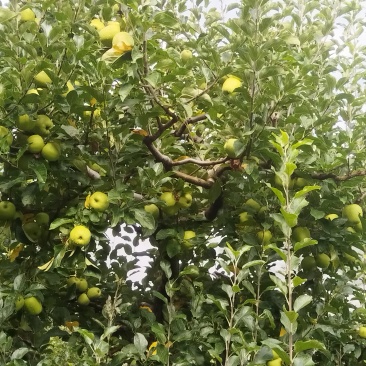 小金青苹果🍏