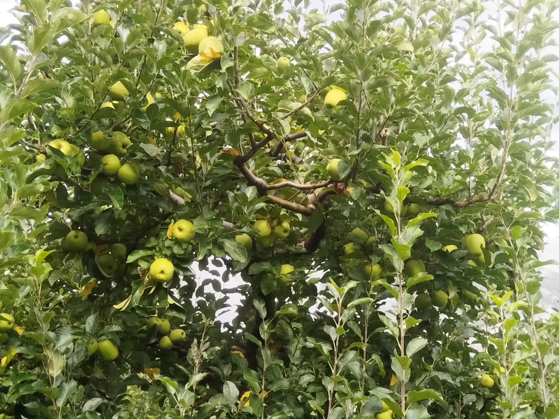 小金青苹果🍏