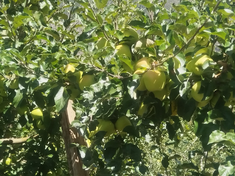 小金青苹果🍏