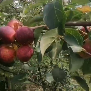 龙丰果