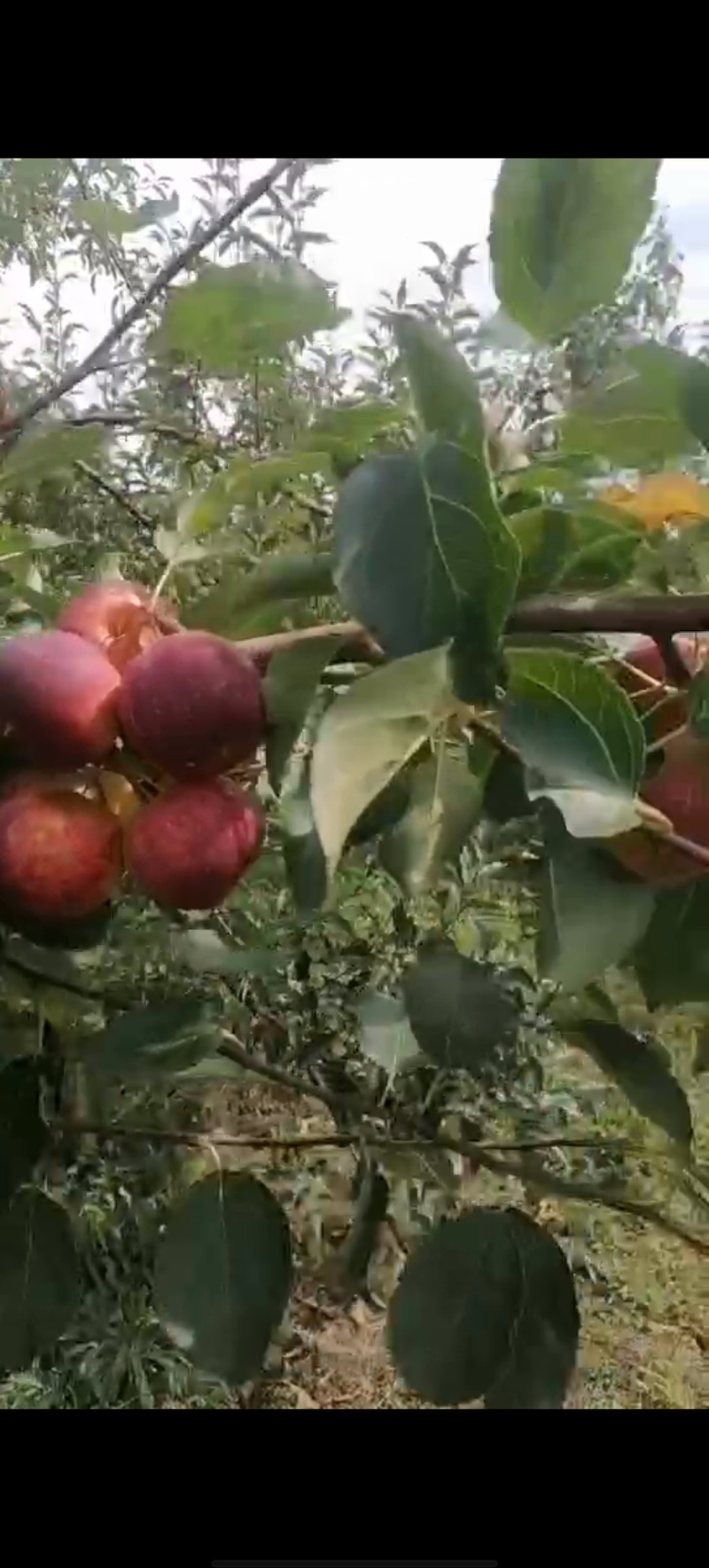 龙丰果