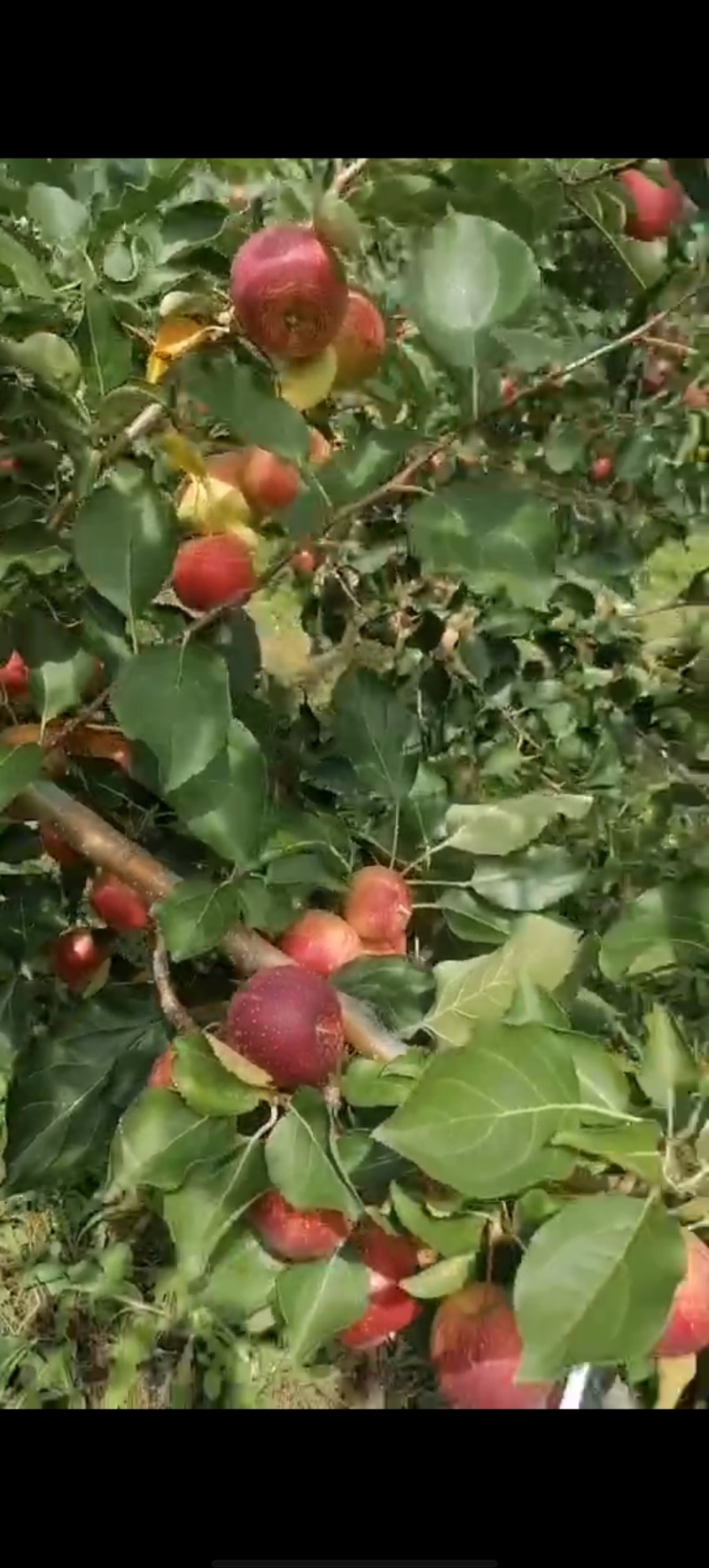 龙丰果