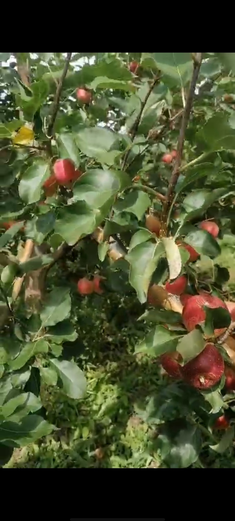龙丰果
