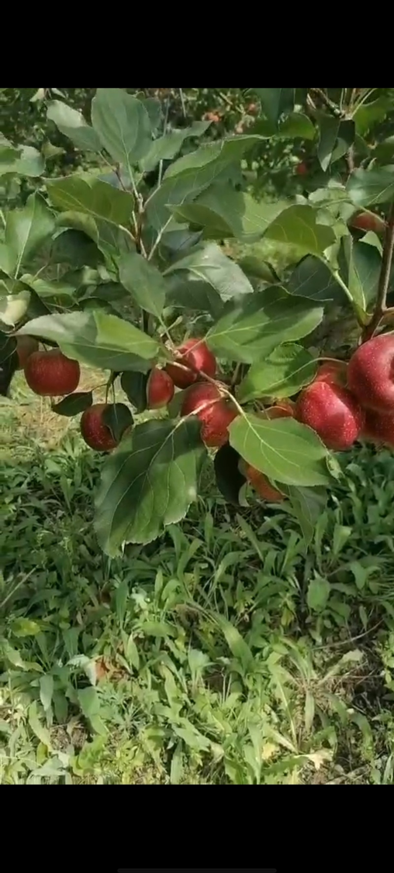龙丰果