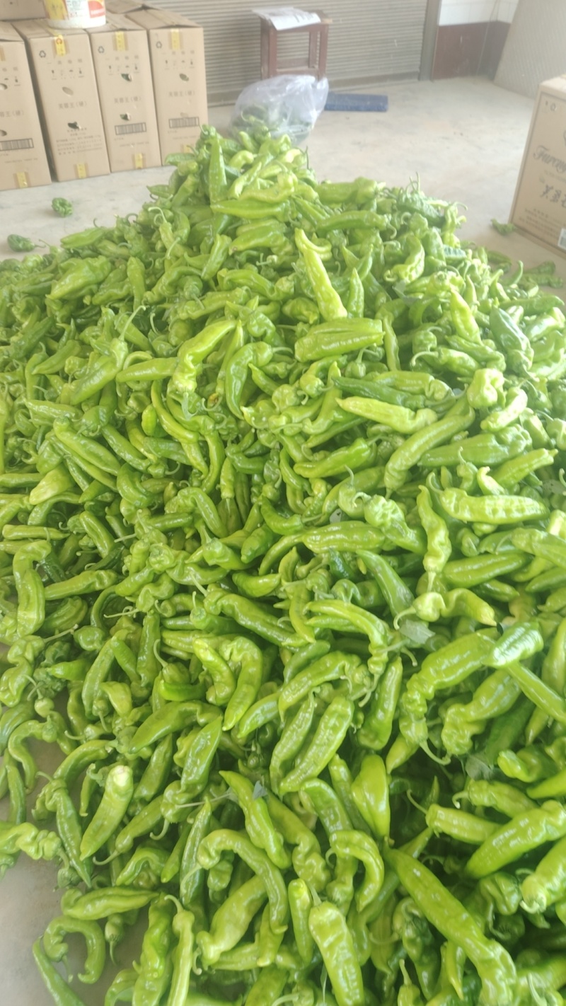 301辣椒，产地直供，不挣差价，可代收，可看货